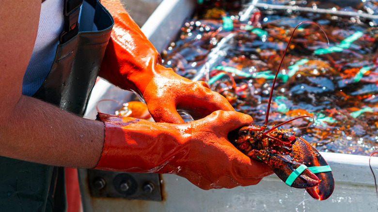 Fisherman holding lobster 