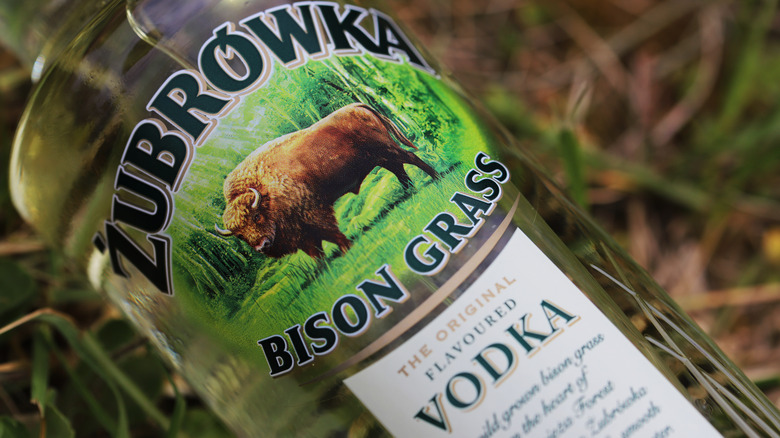Polish vodka brand Zubrowka