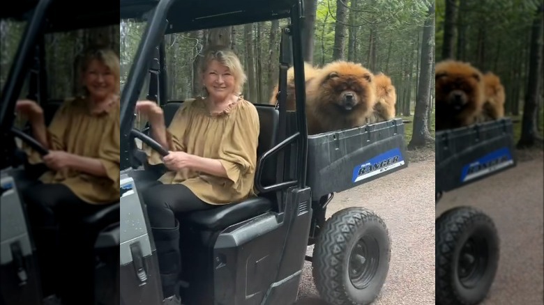 Martha Stewart driving four wheeler with dogs