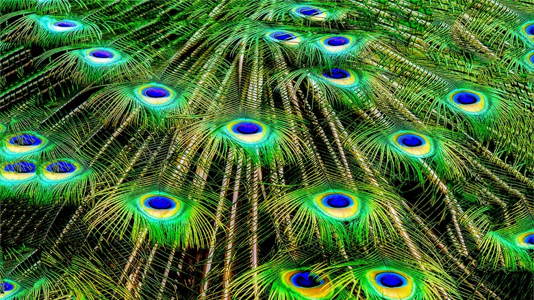 Closeup of peacock feathers