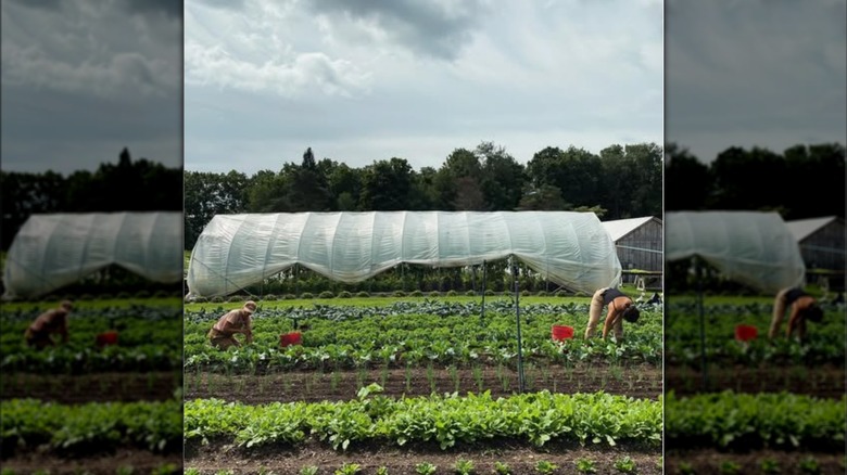 growing crops at Blue Goose Farm