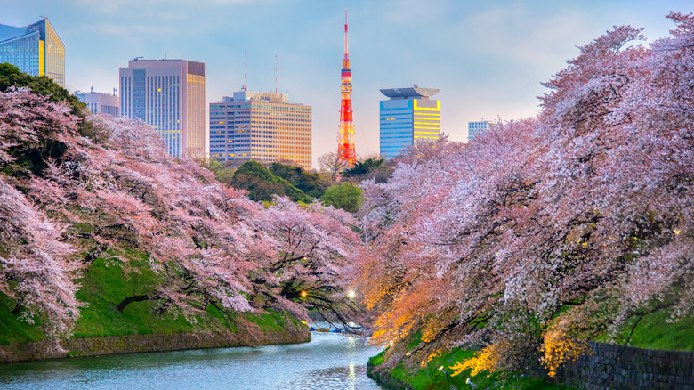 river full of sakura in Japan