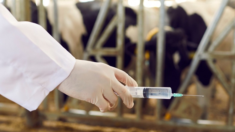 Hand wearing glove holding syringe in front of cows