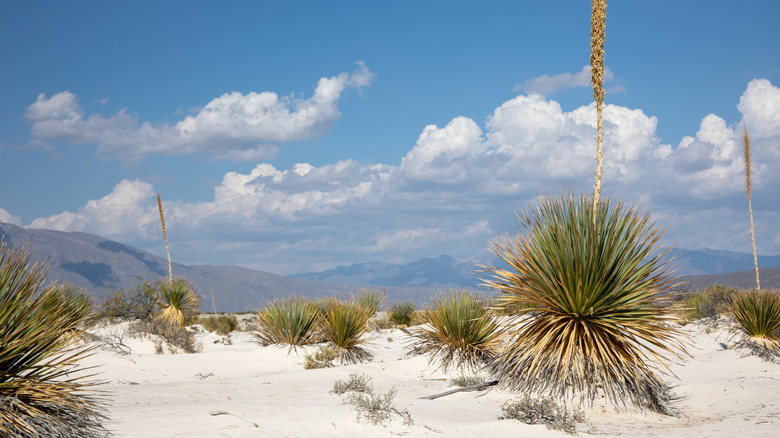 Sotol plants in desert.