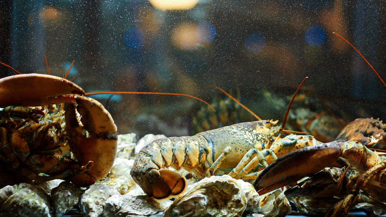 lobster tank