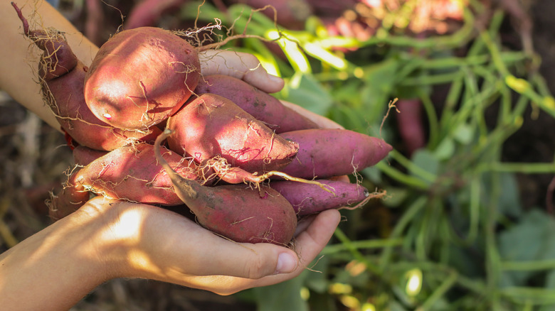 Hands holding sweet potatoes
