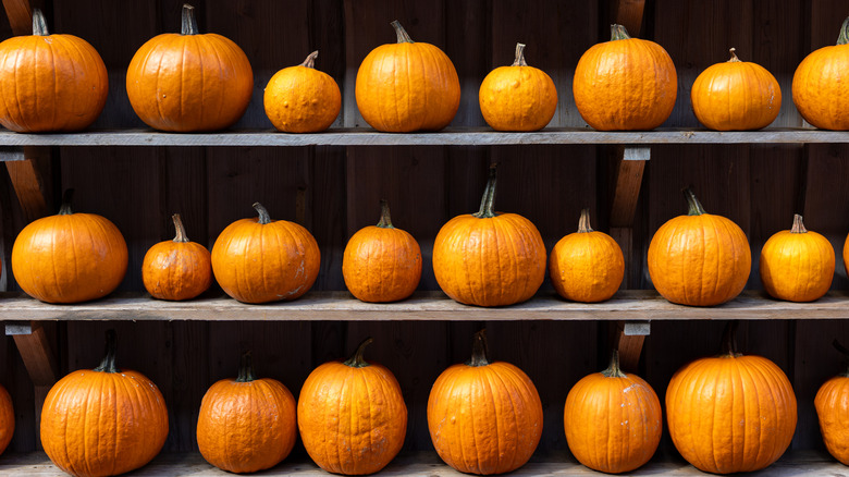 Rows of pumpkins of shelves