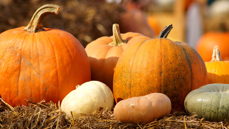 Various types of pumpkins