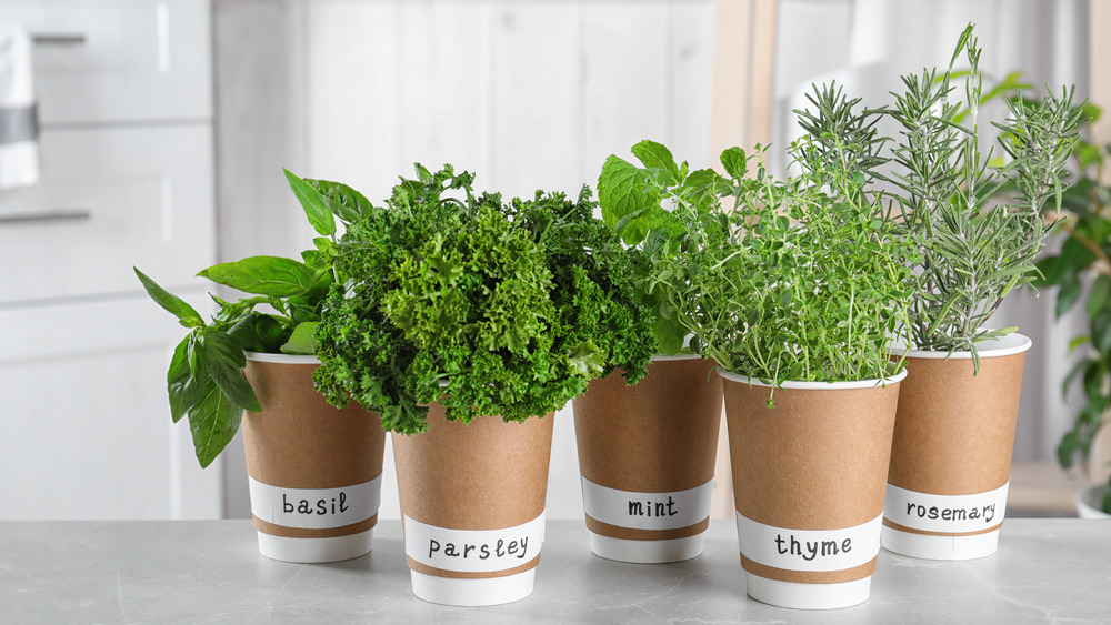 assortment of indoor herbs