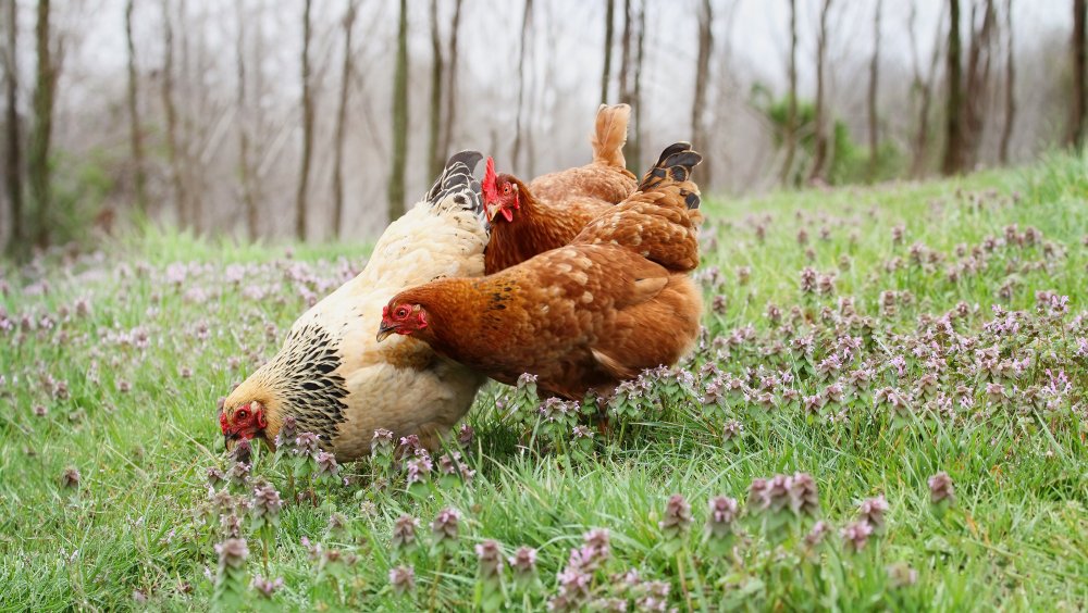 chickens on pasture