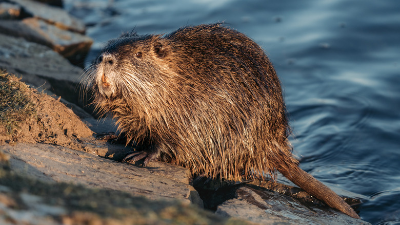 Nutria