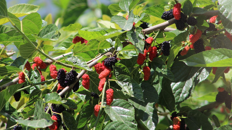 black and red mulberries on tree