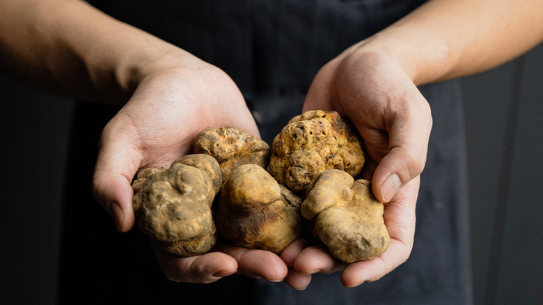 white truffles close up