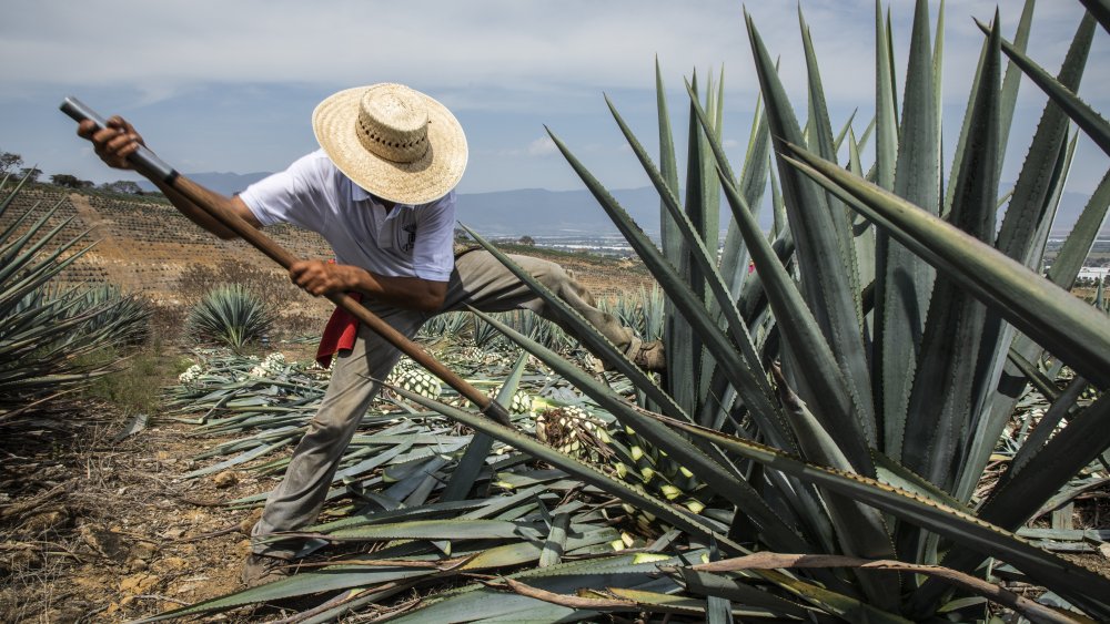 The tequila making process in Mexico