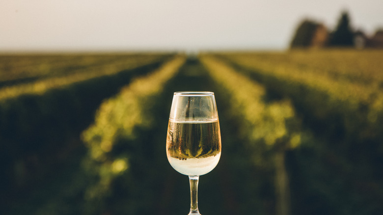 glass of white wine in front of vineyard