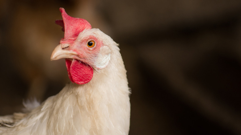 Chicken in chicken coop