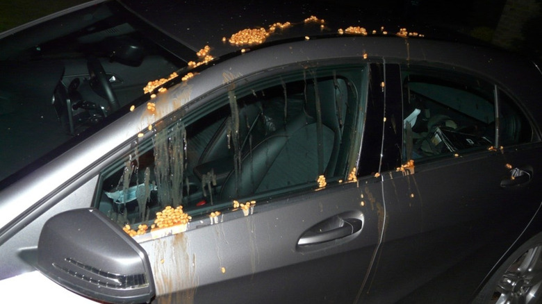 Baked beans smeared on car