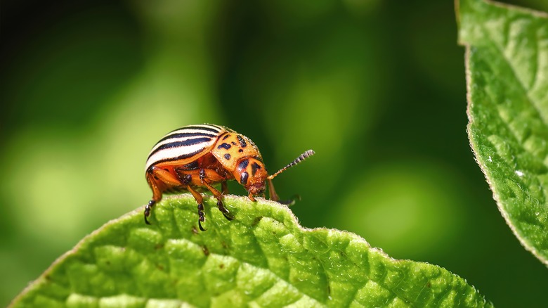 bug on leaf