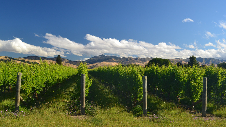 New Zealand vineyard