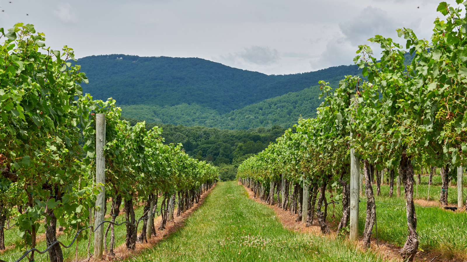 Not California Or New York — One Of 2026's Most Underrated Red Wines Comes From This State