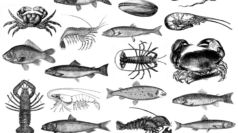 Drawings of fish and crustaceans