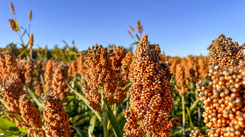 Sorghum plants growing in a field