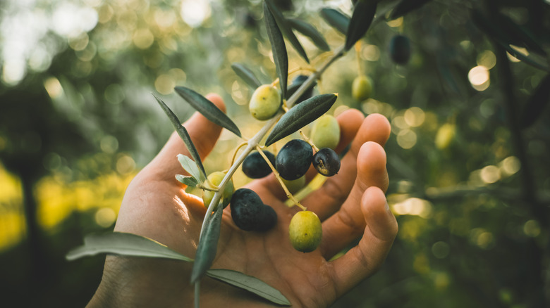 Hand surrounding olives on a branch
