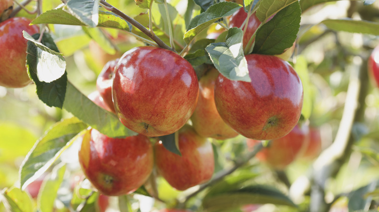 Apples hanging from branch