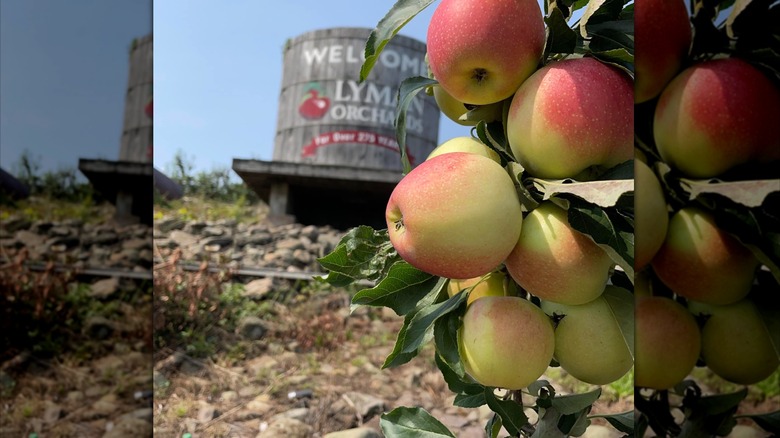 apples on tree at Lyman Orchard
