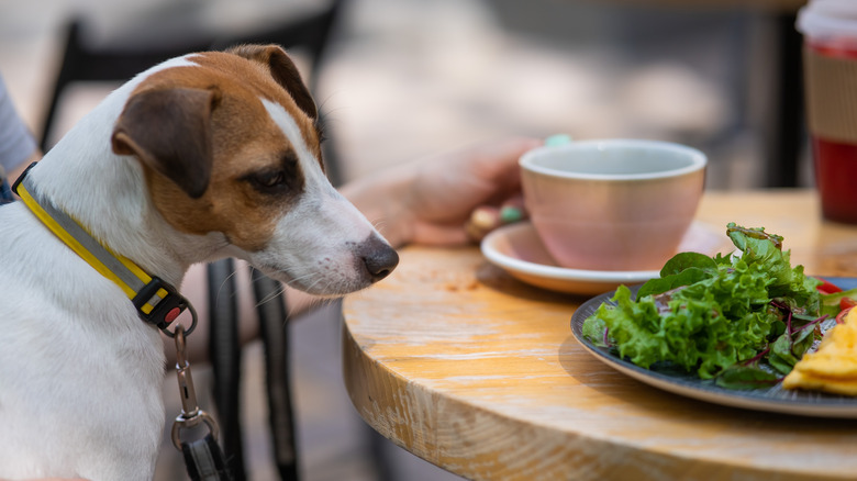 Dog sitting outside at restaurant