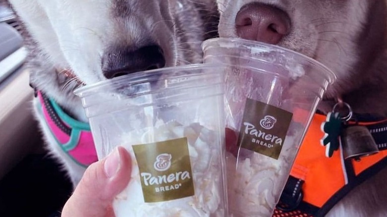 Dogs and panera cups