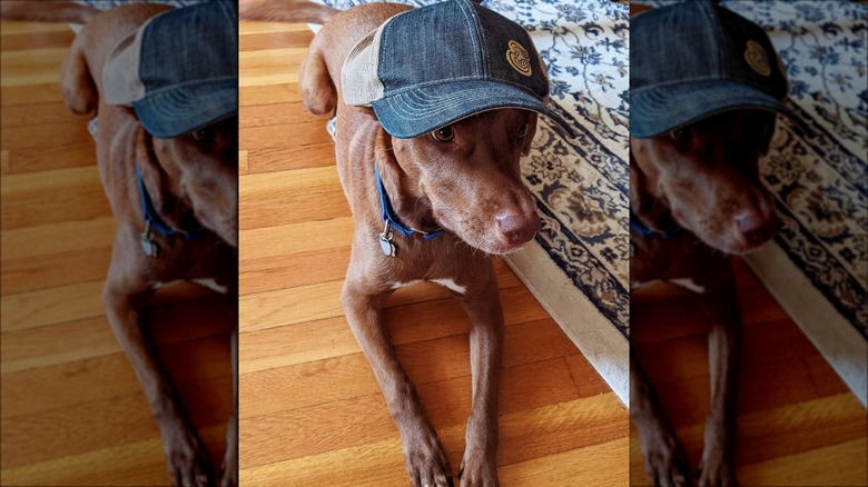 Panera spokesdog Bagel wearing hat
