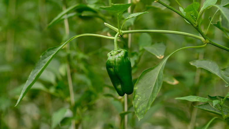 Green pepper on plant in field