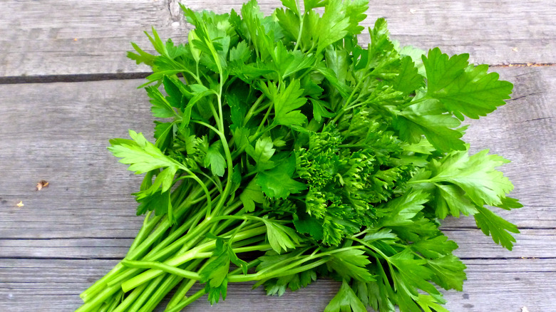 Bunch of fresh parsley