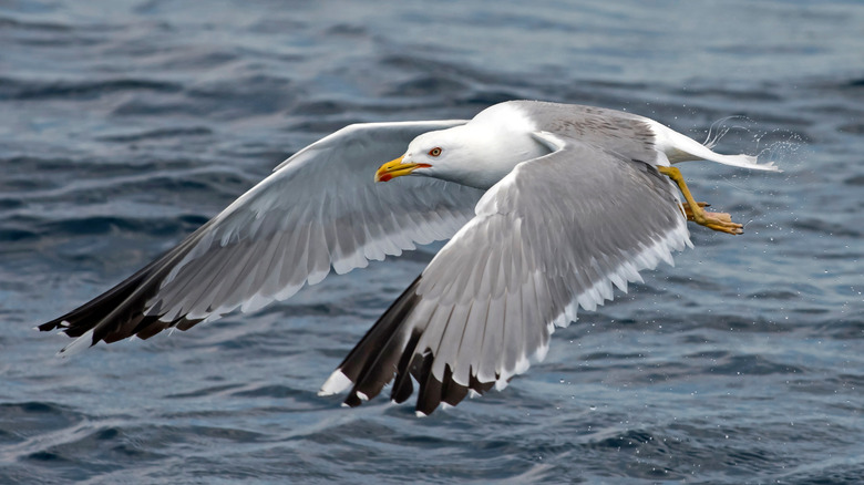 Seagull flying over water