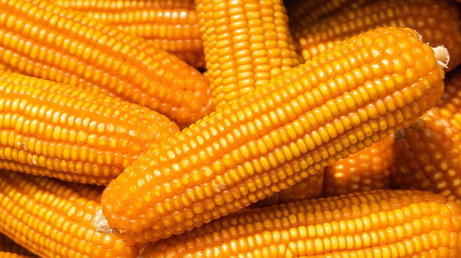 People Are Melting Like Butter Over The 'Corn Kid'