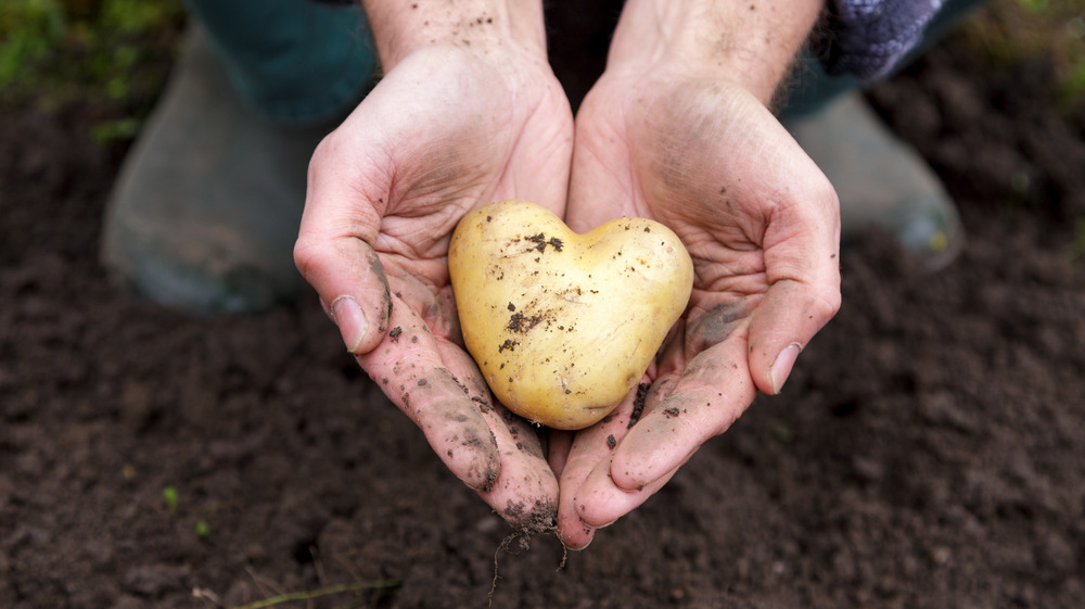 Hands holding heart-shaped potato