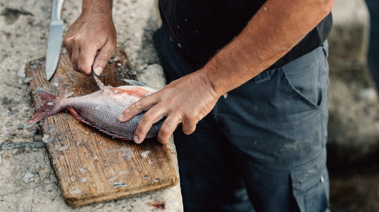 Fisherman cutting fish on wooden board