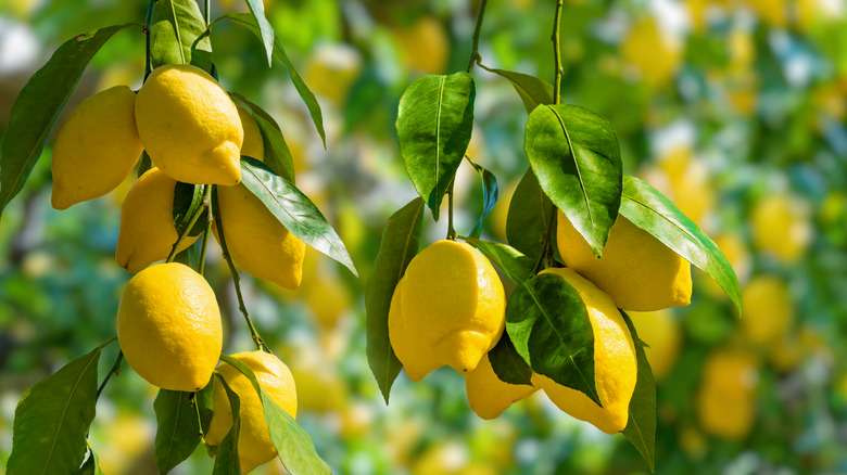 lemon tree