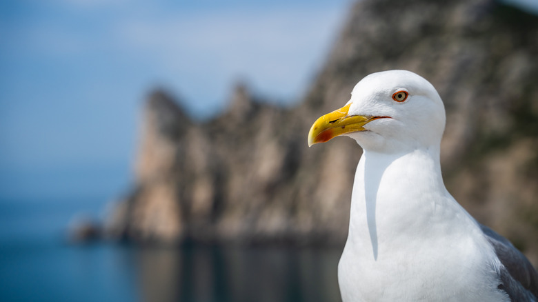 Close-up of a seagull near the water