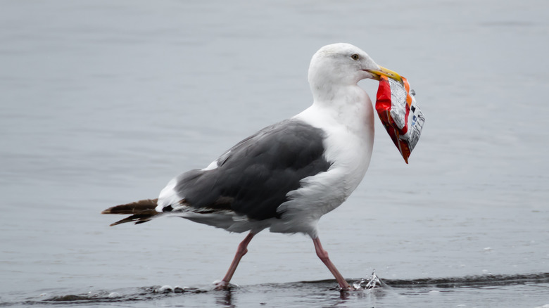 A seagull holding a bag of chips in its beak