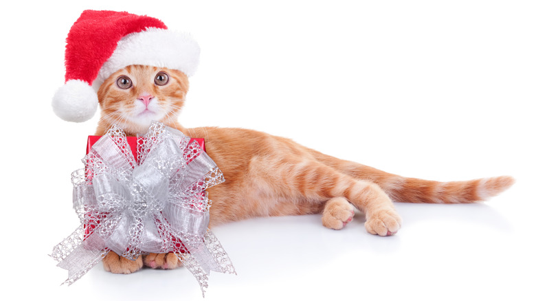 Cat in Santa hat with present