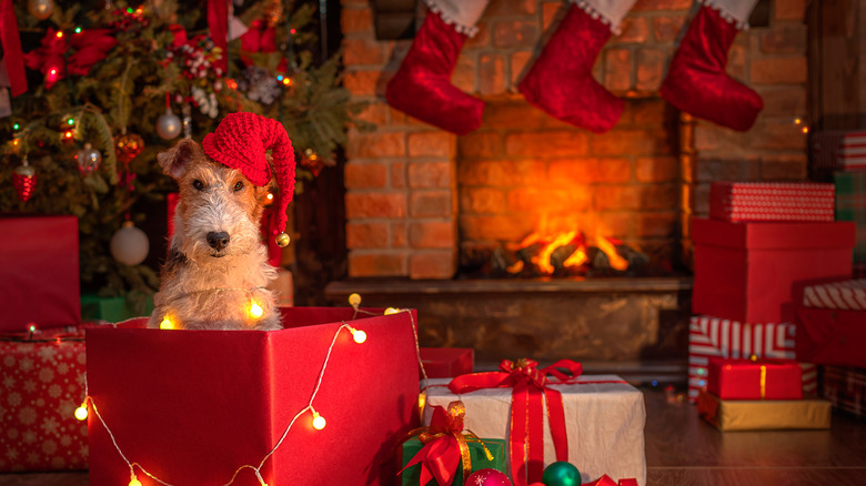 Dog under Christmas tree