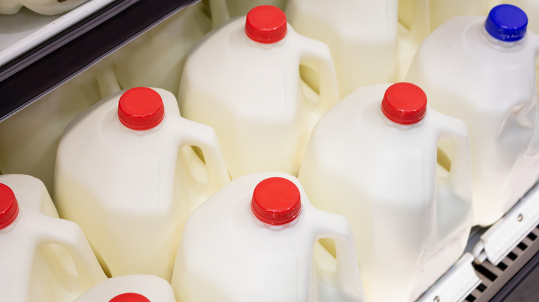 Several gallons of milk in the grocery store