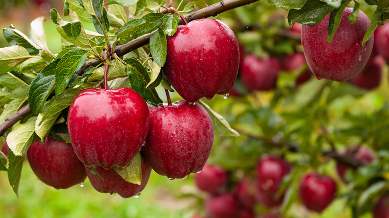 Ripe red apples in an orchard