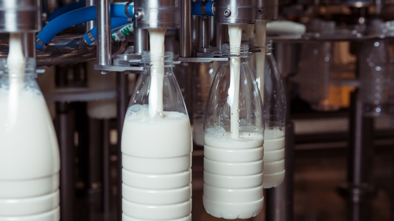 Machine filling milk bottles