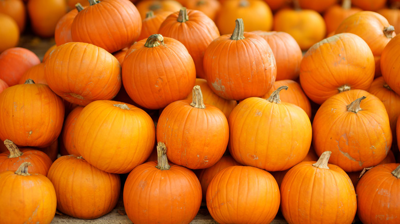 Large bunch of orange pumpkins