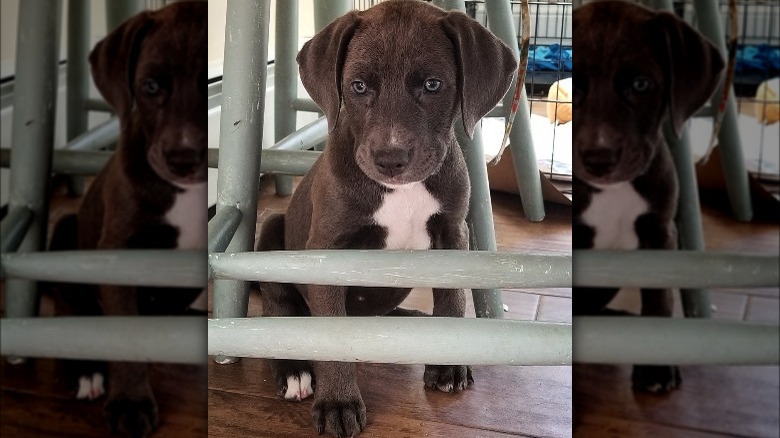 rachael ray's dog bella boo blue