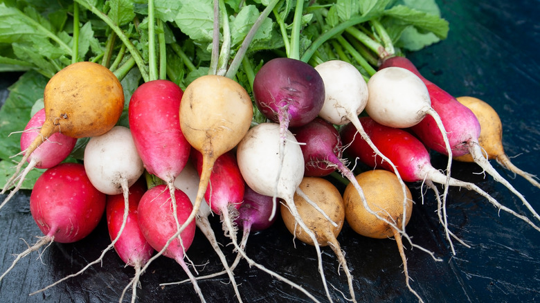 Bunch of radishes