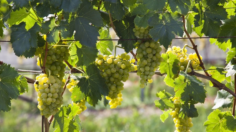 vineyard with white grapes